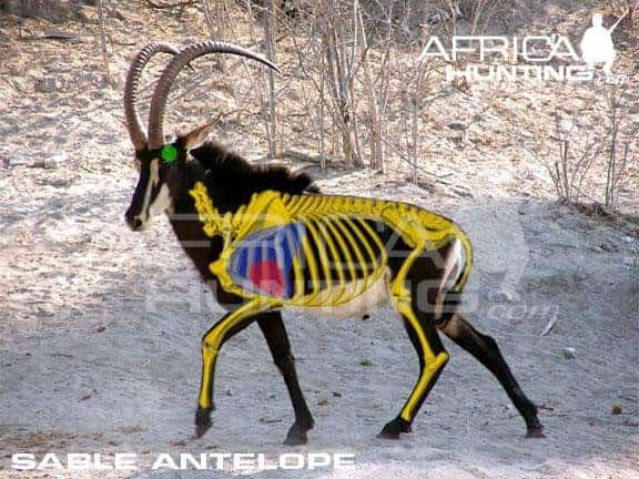 Sable Body The Thrill of Sable Antelope Hunting: Guide to Hunting Sable
