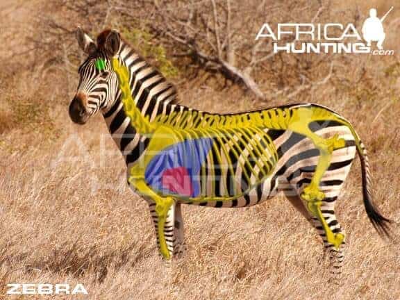 Zebra Hunting. All You Need to Know About Zebra Hunts.